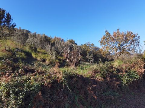 Caraffa di Catanzaro, CZ, Italia