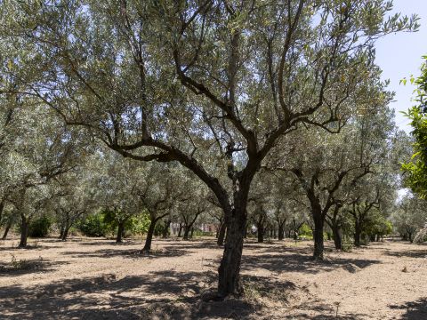 Località Abbrazzo