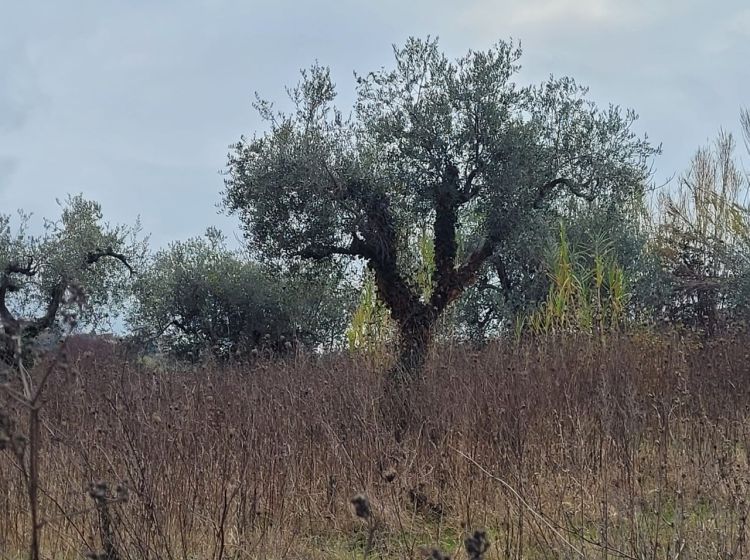 Casale in vendita, Contrada Serepenne, Villamagna