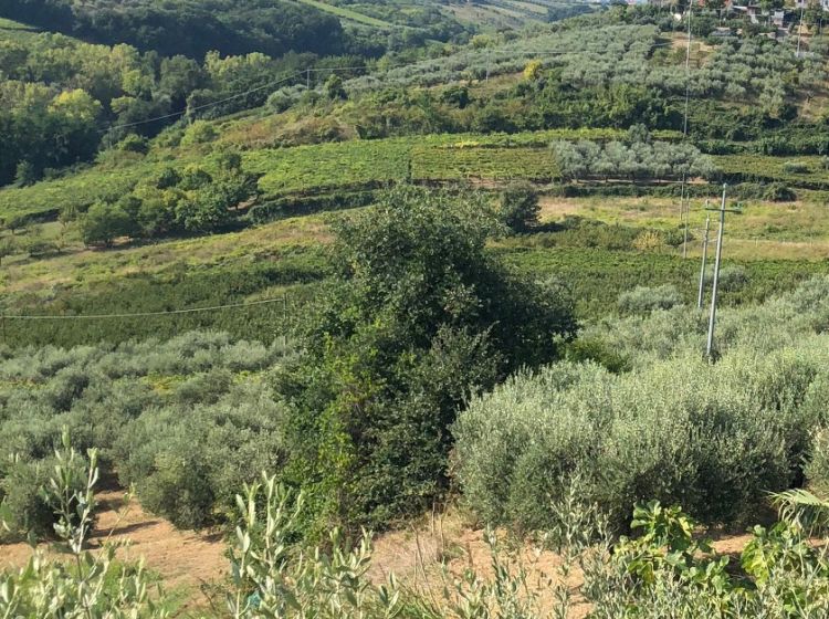 Terratetto unifamiliare in vendita, Contrada Piane  76, Francavilla Al Mare