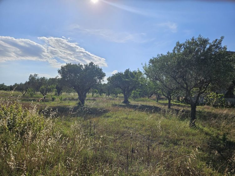 Terreno commerciale in vendita, Località Sena, Cropani Marina, Cropani