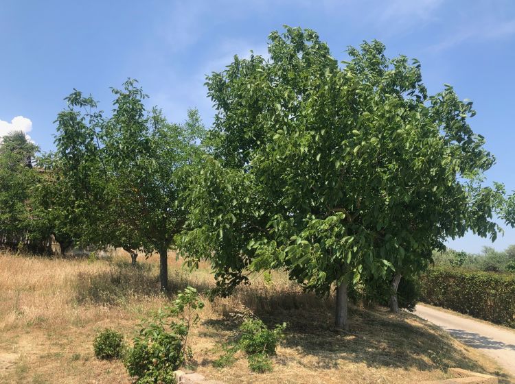 Casale in vendita, Strada Provinciale 45, Villa Raspa, Spoltore