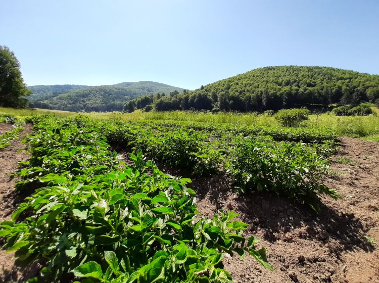 Terreno agricolo in vendita, Ciricilla  Taverna CZ  Italia, Taverna