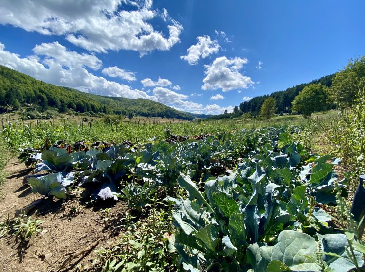 Terreno agricolo in vendita, Ciricilla  Taverna CZ  Italia, Taverna