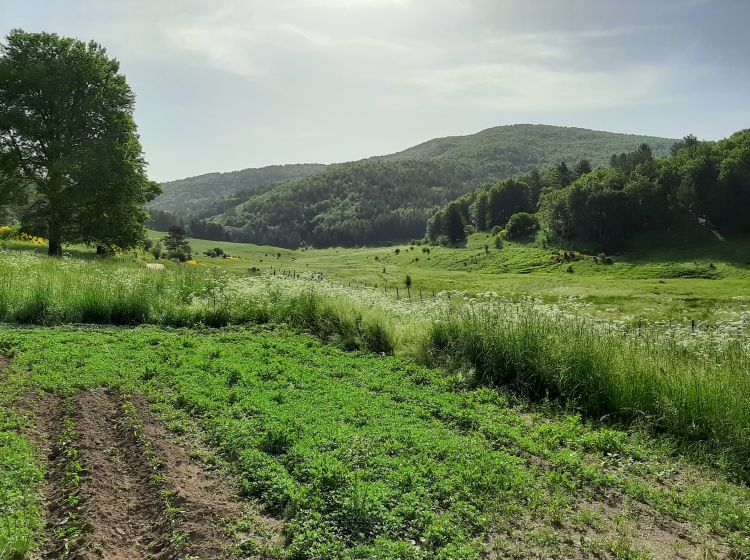 Terreno agricolo in vendita, Ciricilla  Taverna CZ  Italia, Taverna